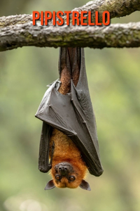 Pipistrello