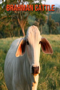 Brahman Cattle