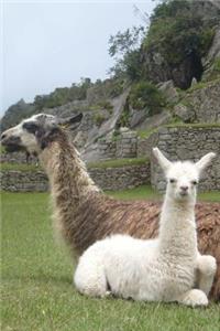Llamas at Machu Picchu Andes Mountains Peru Journal