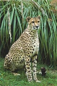 Wild African Cheetah Journal