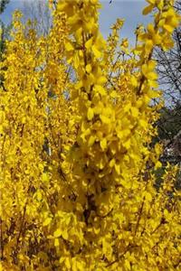 Forsythia Bush Evergreen Background Journal