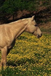 2020 Weekly Planner Horse Photo Equine Palomino Yellow Flowers 134 Pages