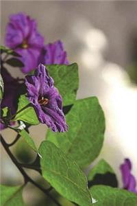 Pretty Purple Flowers on a Nightshade Plant Journal