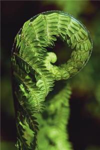 Curled up Fern Journal