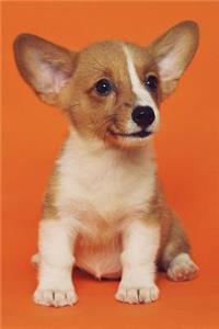 Corgi Notebook