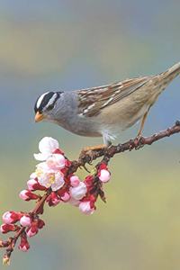 Bird Journal