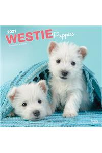 West Highland White Terrier Puppies 2021 Square