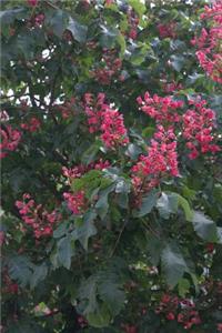 Buckeye Tree Aesculus Pavia Flowers Journal