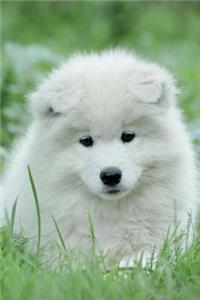 Samoyed Notebook & Journal. Productivity Work Planner & Idea Notepad: Brainstorm Thoughts, Self Discovery, to Do List