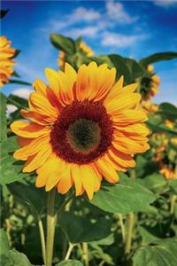 Sunflower in a Field Journal