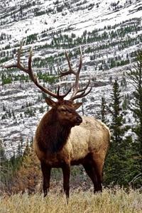 Magnificent Elk in a Mountain Meadow Nature Journal