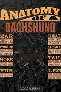 Anatomy Of A Dachshund