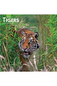 Tigers 2020 Square Wall Calendar