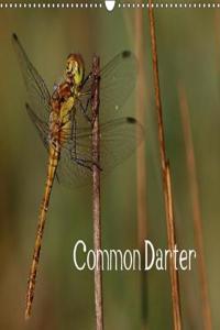 Common Darter 2018