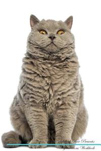 Selkirk Rex Affirmations Workbook Selkirk Rex Presents