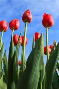 Tulips Sky