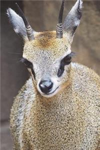 The Klipspringer Journal: 150 Page Lined Notebook/Diary
