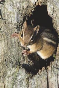 Say Hello to the Chipmunk Journal