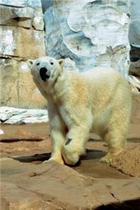 Polar Bear Says, 