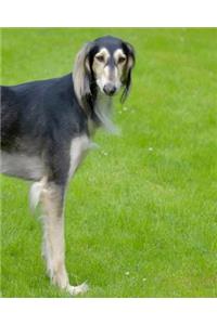 Saluki