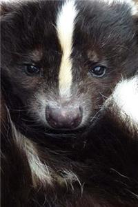 A Black and White Baby Skunk in the Grass Journal