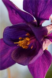 Deep Purple Columbine Flower Journal