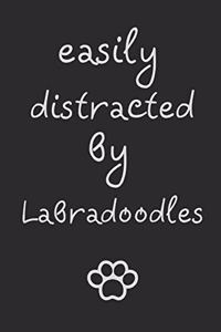 Easily distracted by Labradoodles