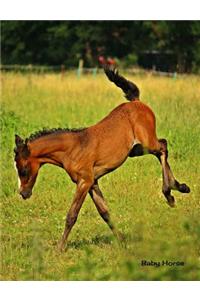 Baby Horse