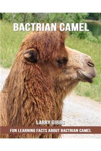 Fun Learning Facts about Bactrian Camel
