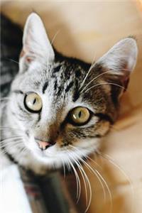 Cat Journal