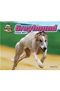 Greyhound