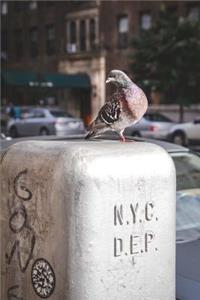 New York City Pigeon-Notebook