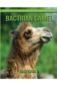 Bactrian camel