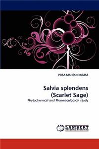 Salvia Splendens (Scarlet Sage)