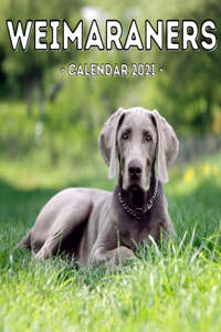 Weimaraners Calendar 2021