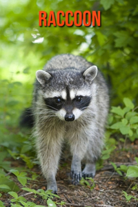 Raccoon