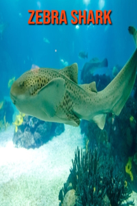 Zebra Shark