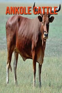 Ankole Cattle