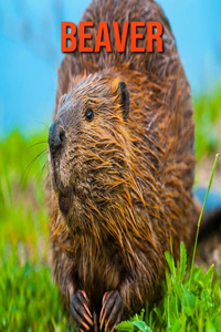 Beaver