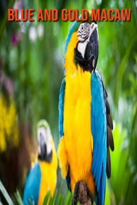 Blue and Gold Macaw