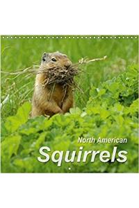 North American Squirrels 2018