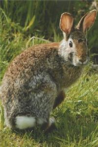 Eastern Cottontail Rabbit Journal