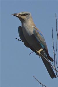 European Roller (Coracias Garrulus) Bird Journal