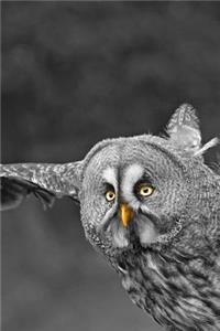 A Magnificent Owl in Flight Bird of Prey Journal