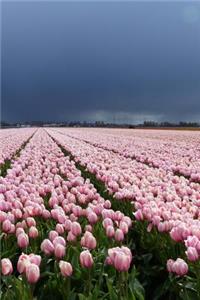View of a Lovely Pink Tulip Field in the Netherlands Journal