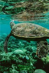 Sea Turtle