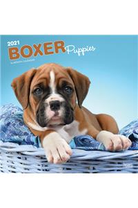 Boxer Puppies 2021 Square