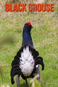 Black Grouse