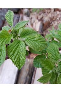 School Composition Book Spring Leaves Thorny Vine