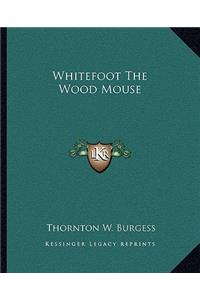 Whitefoot The Wood Mouse